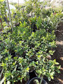 Gardenia $12