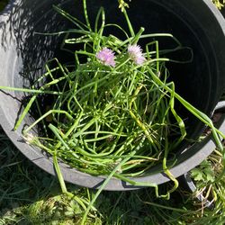 Chive Plant