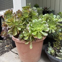 Succulents Plant 