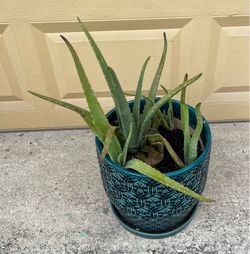 Aloe plant