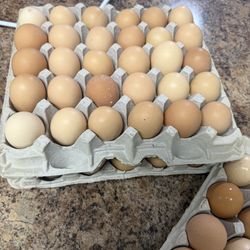 Fresh farm eggs, collected daily 🌿