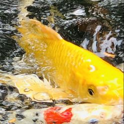 Pond Plants And Supply's 