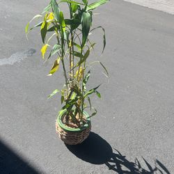 Bimboo Plant