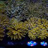 Sandy Chaos Corals 