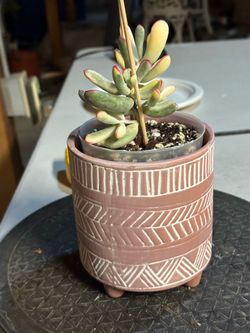 Cotyledon long leaves