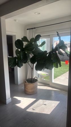 Large Fiddle Leaf Fig