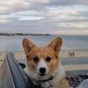 Lazy  corgi toys and Collectibles