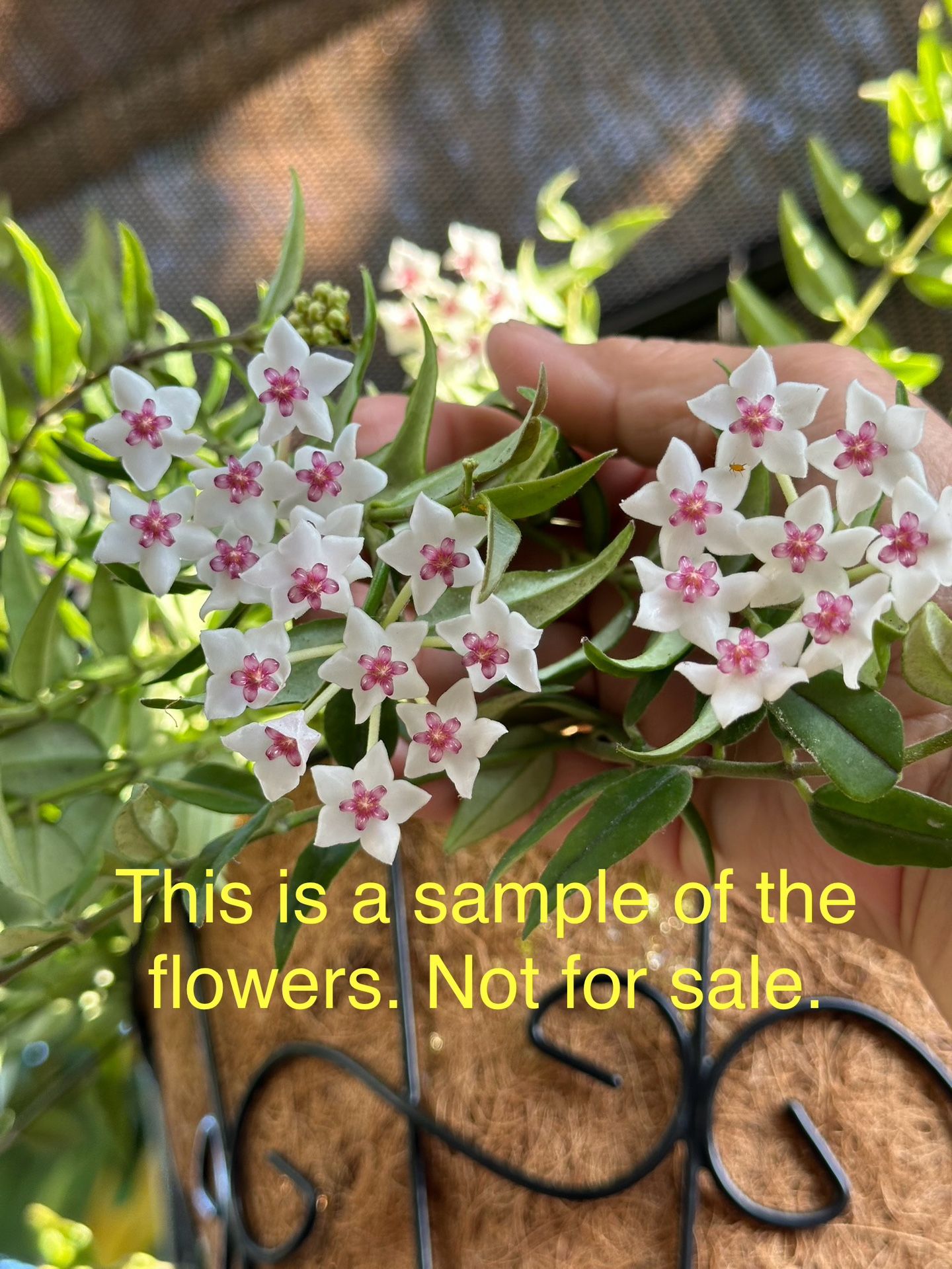 Hoya bella Full Plant, 6in hanging Pot. AVAILABLE. With buds!