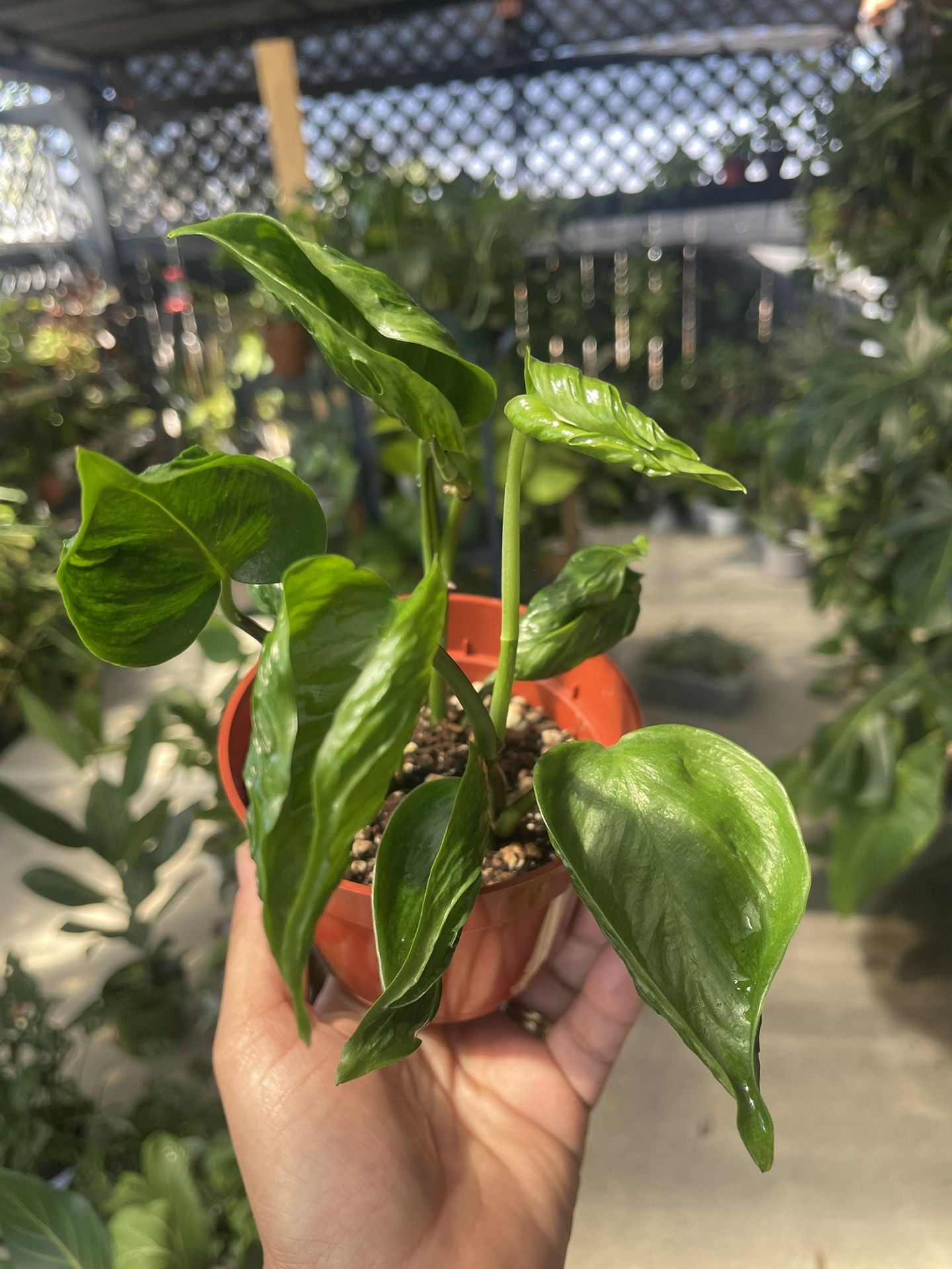 Shangri La Pothos Plant Aka Sleeping Pothos