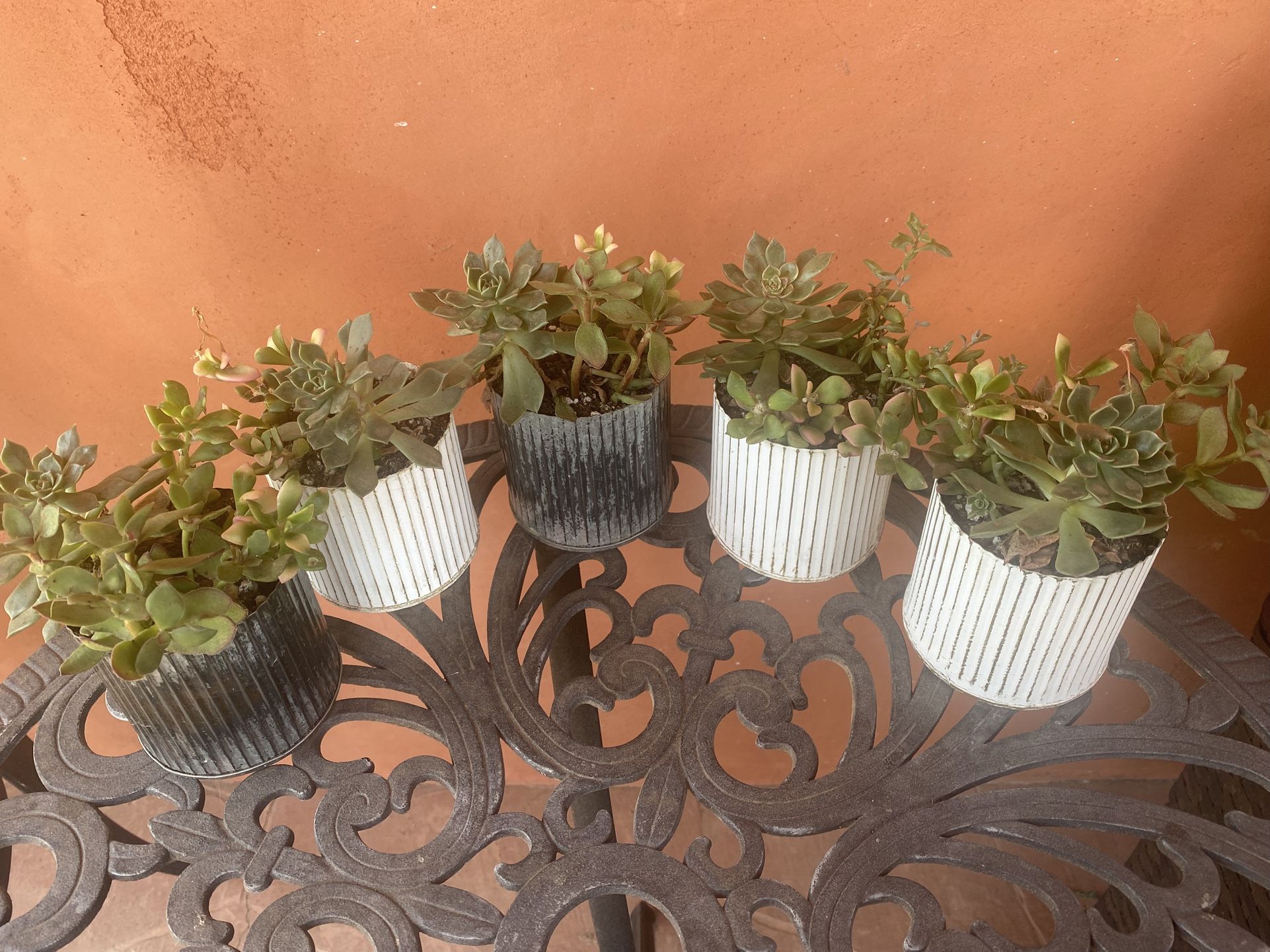 Succulents