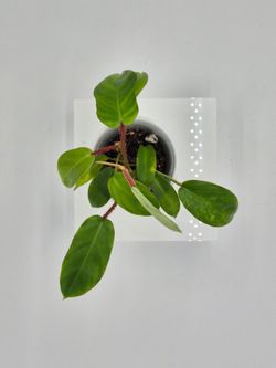Philodendron Squamiferum