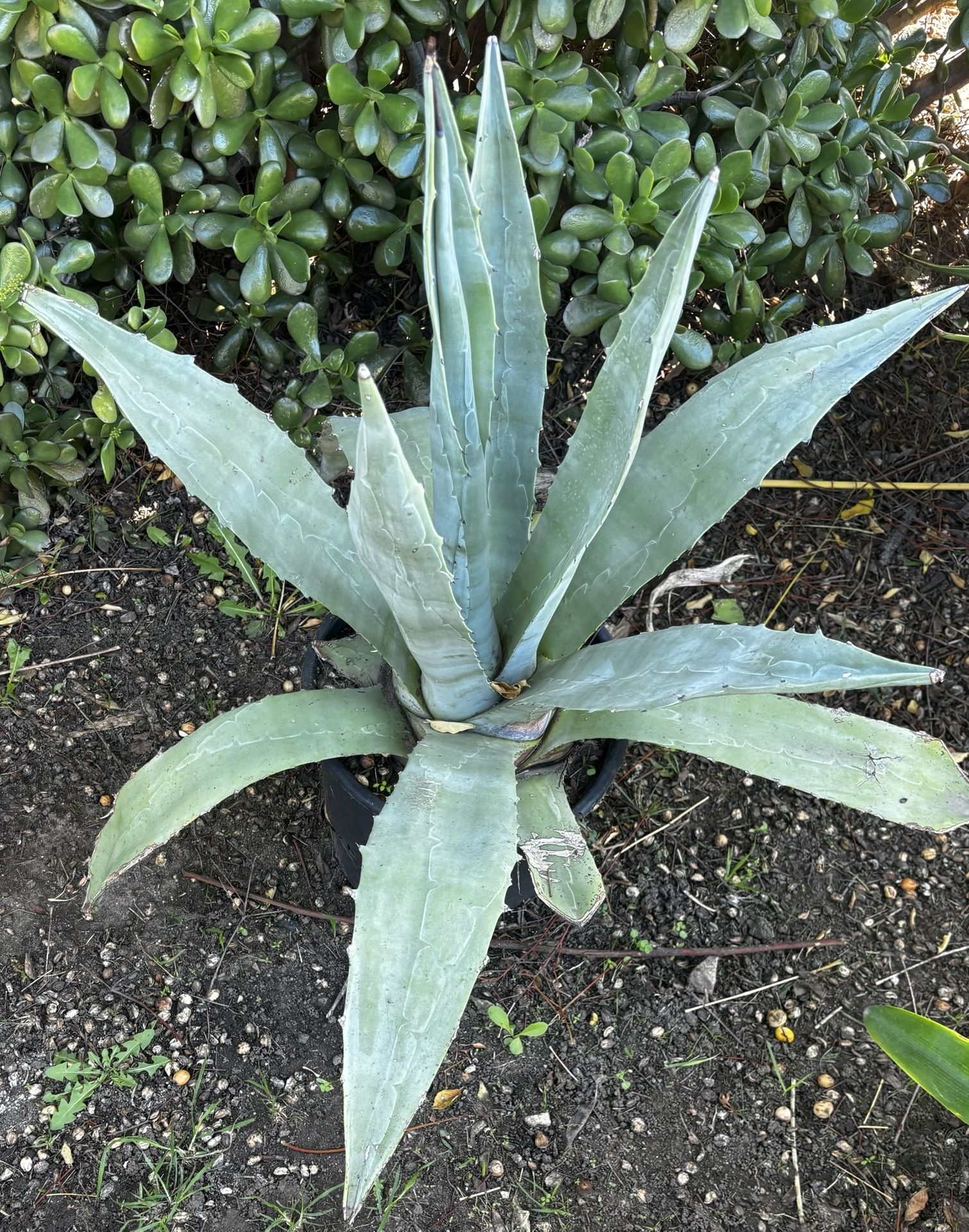Agave / Maguey Plant In A Plastic Pot