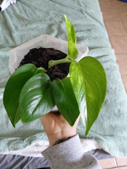 Golden pathos plant