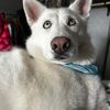 Sammie