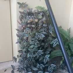 Long Plant 