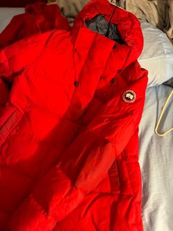 Canada goose