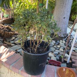 planta muy hermosa