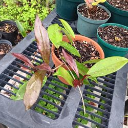 Hoya "Royale Hawaiian" purple 