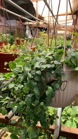 Creeping fig plant
