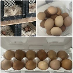 Huevos 100% Organic 
