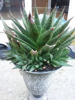 Succulent