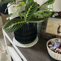 Real Plant & Pot 