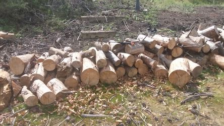 firewood Pine