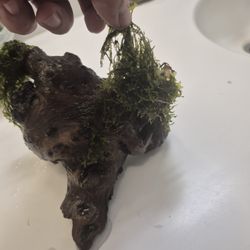 Driftwood W/ Moss Atached