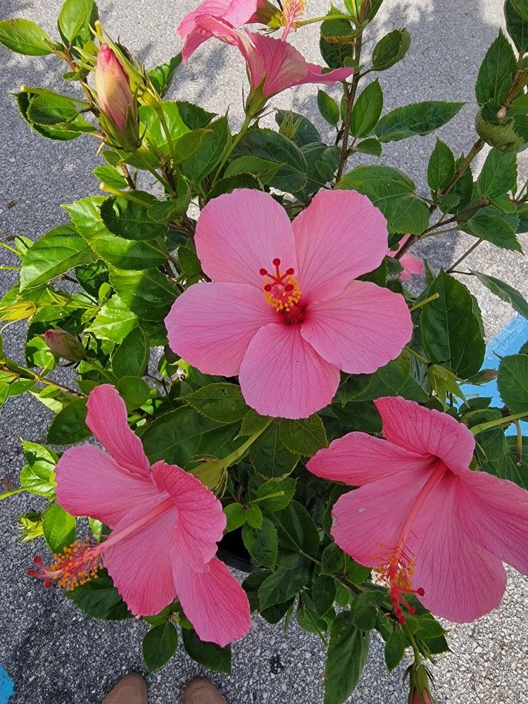 Premium Hibiscus Seminole Pink.[ Kissimmee Fl.34741