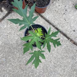 Papaya plants