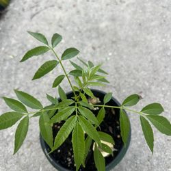 June Plum Plant In 1 Gal Pot. (tree Not Bush)