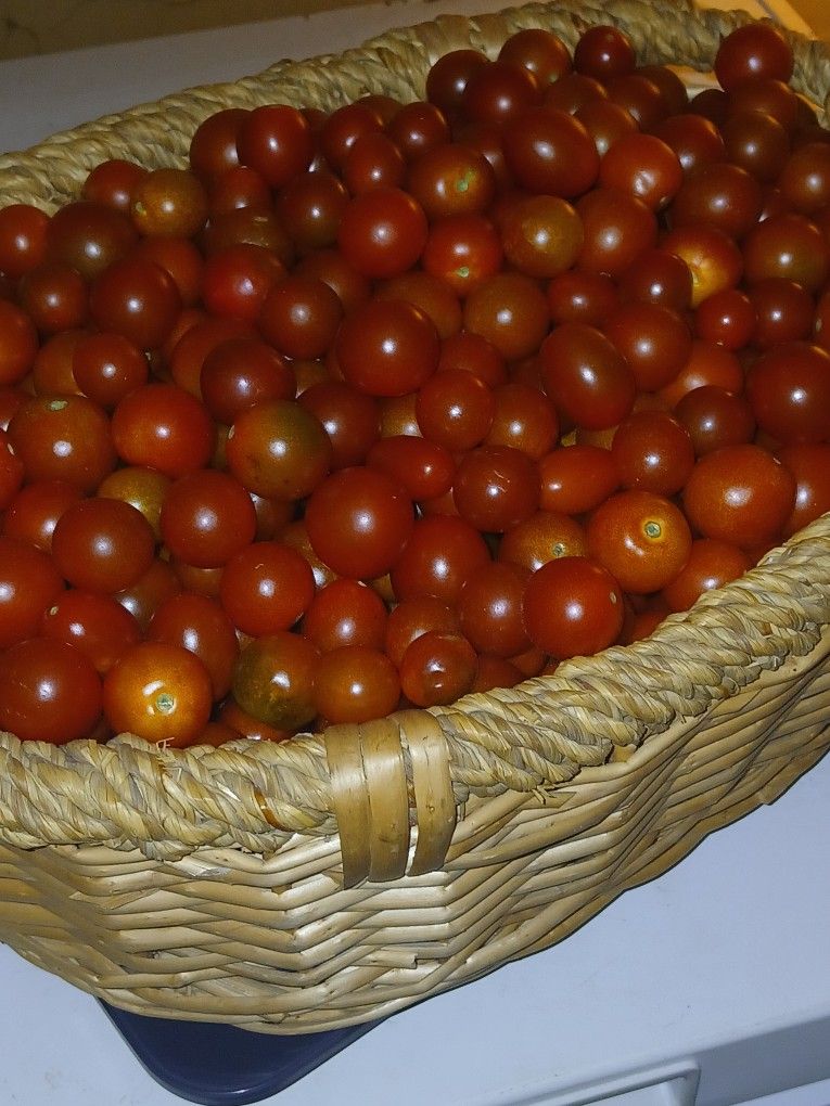 4 LBS of CHERRY TOMATOES Pick Fresh From Our Garden Today
