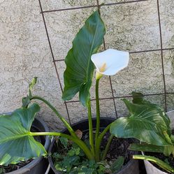 Calla Lilly