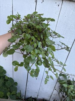 Hanging plant