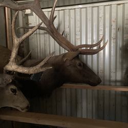 Deer Head Decorating 