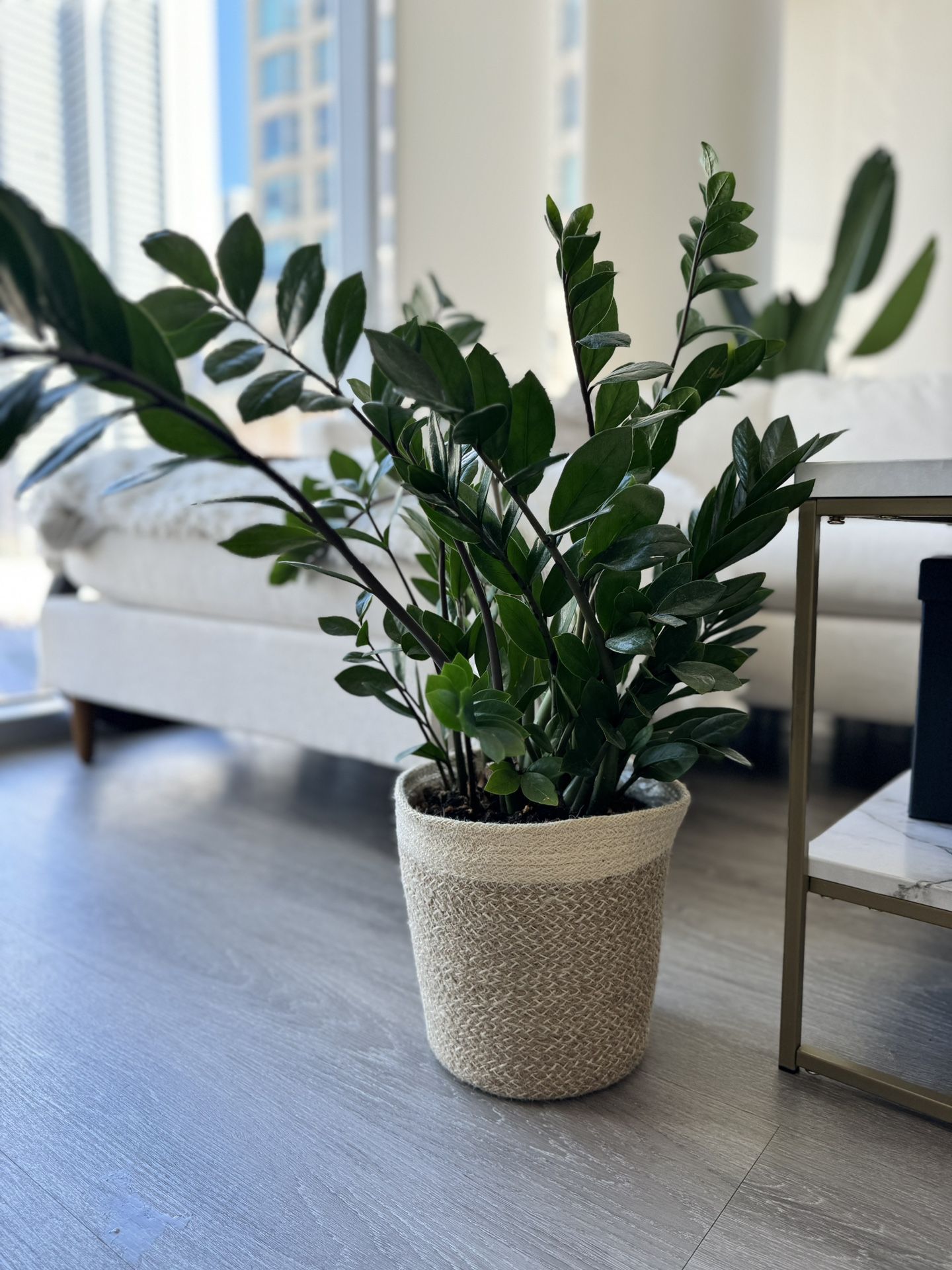 Zz Plant With Woven Pot