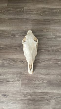 Animal Skull / southwest wall hanging