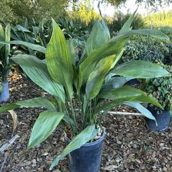 aspidistra