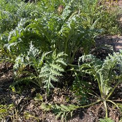 Artichoke Plants