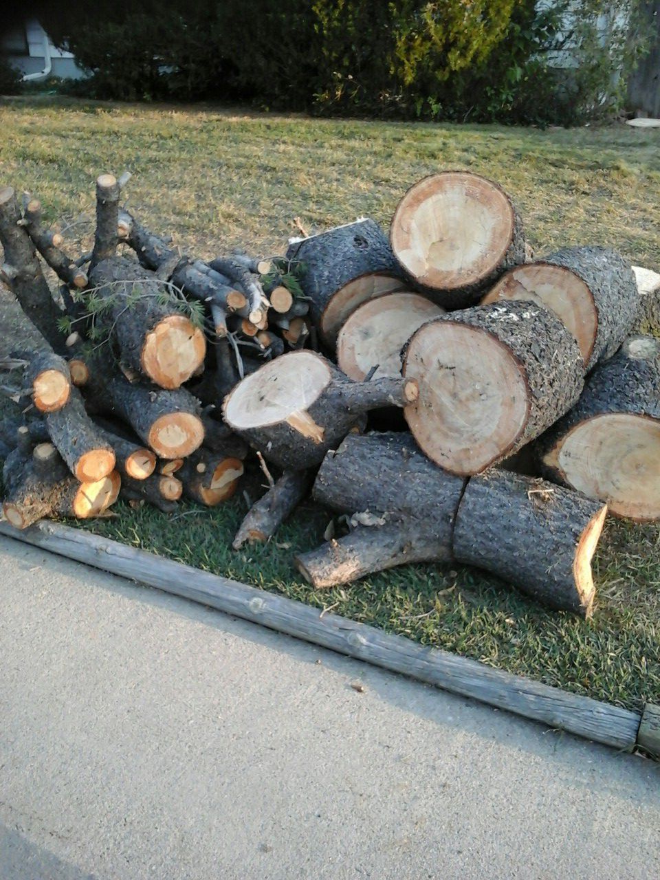 pine tree firewood already blocked