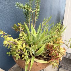 Terracotta Succulent Plants And Pot