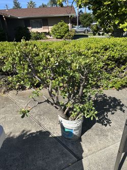 Jade plant