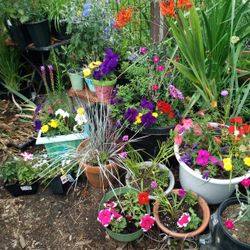 Potted Flower Arrangements With Perennials 5/10/15