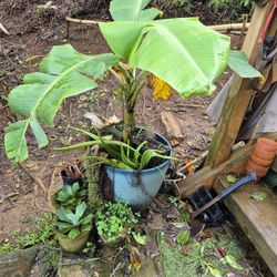 Young " Ice Cream" Banana Tree Plants