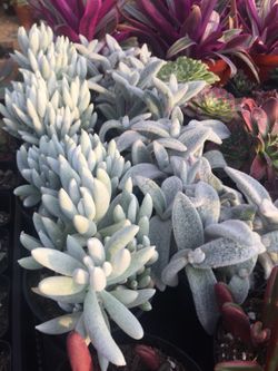 Succulents 4”