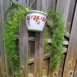 Plant In Hanging Pot 