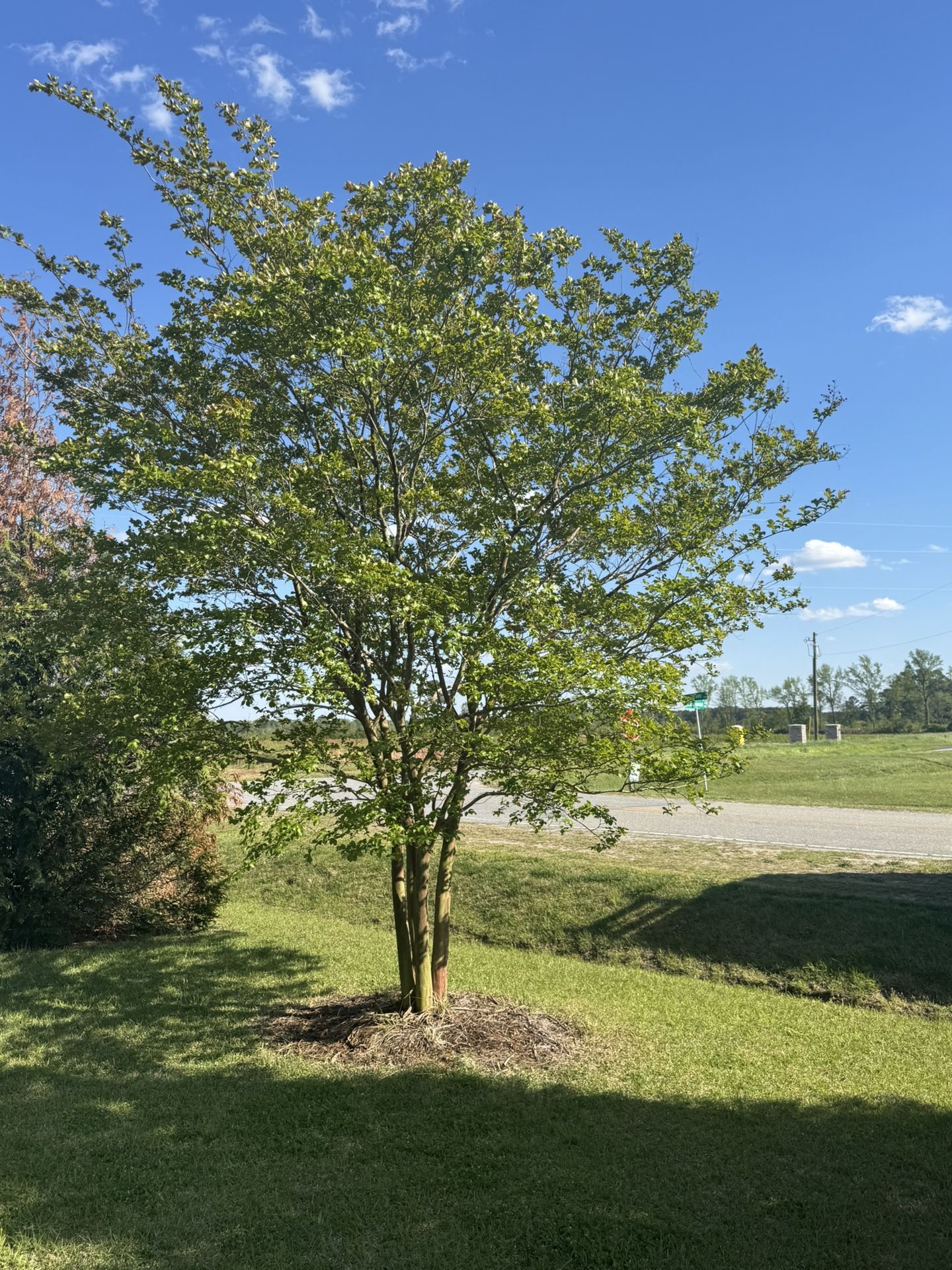 Crape-Myrtle
