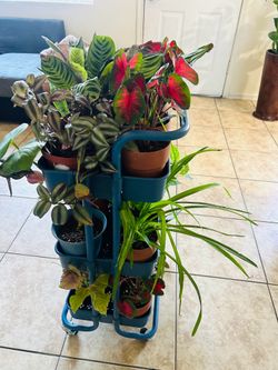 Plants for sale 10 each
