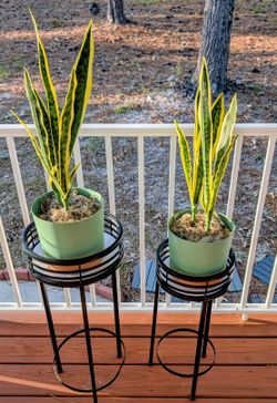 Two Artificial Plants With Stands 