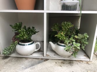 Teapot Plants $1 Each